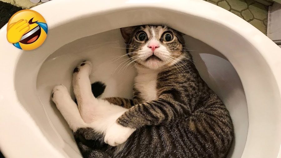 A screen shot of a funny and distracting cat video. 