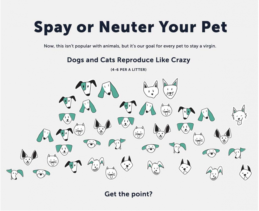Spaying and Neutering: The Undisputed Answer 